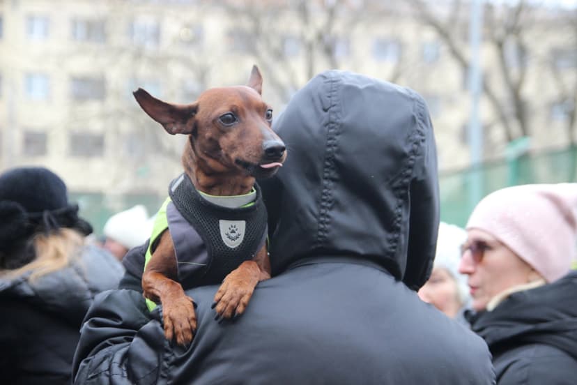 Уважаемые жители округа! Предлагаем поддержать идею создания площадки для выгула собак на пустыре напротив кольца Среднерогатской улицы